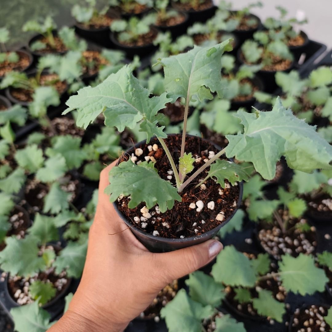 Start Growing