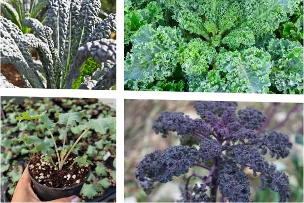 Which Kale Variety Should You Grow? (Quick Review for Beginners in Thailand)