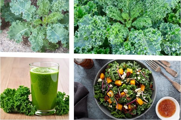 Kale Seeds (Beginner Friendly)
