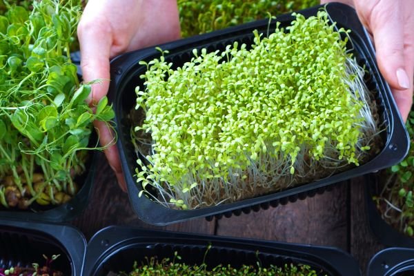 Microgreen Seeds (Fast Results)