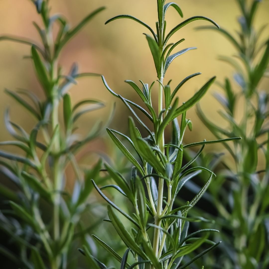 Rosemary Seeds  | Aromatic Western Herb, Easy to Grow | Kitchen Garden Herb Seeds