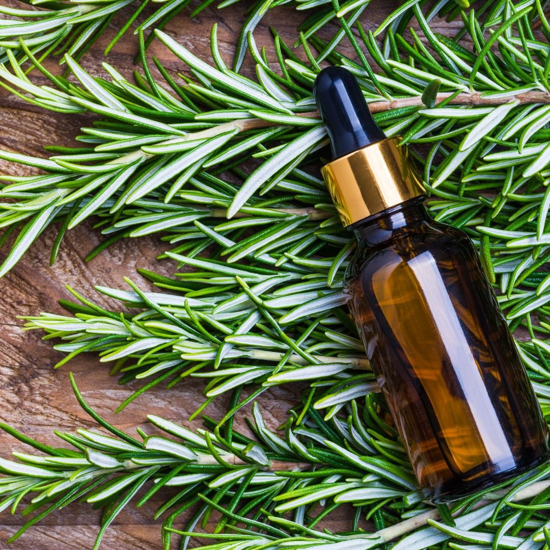 Rosemary Seeds  | Aromatic Western Herb, Easy to Grow | Kitchen Garden Herb Seeds