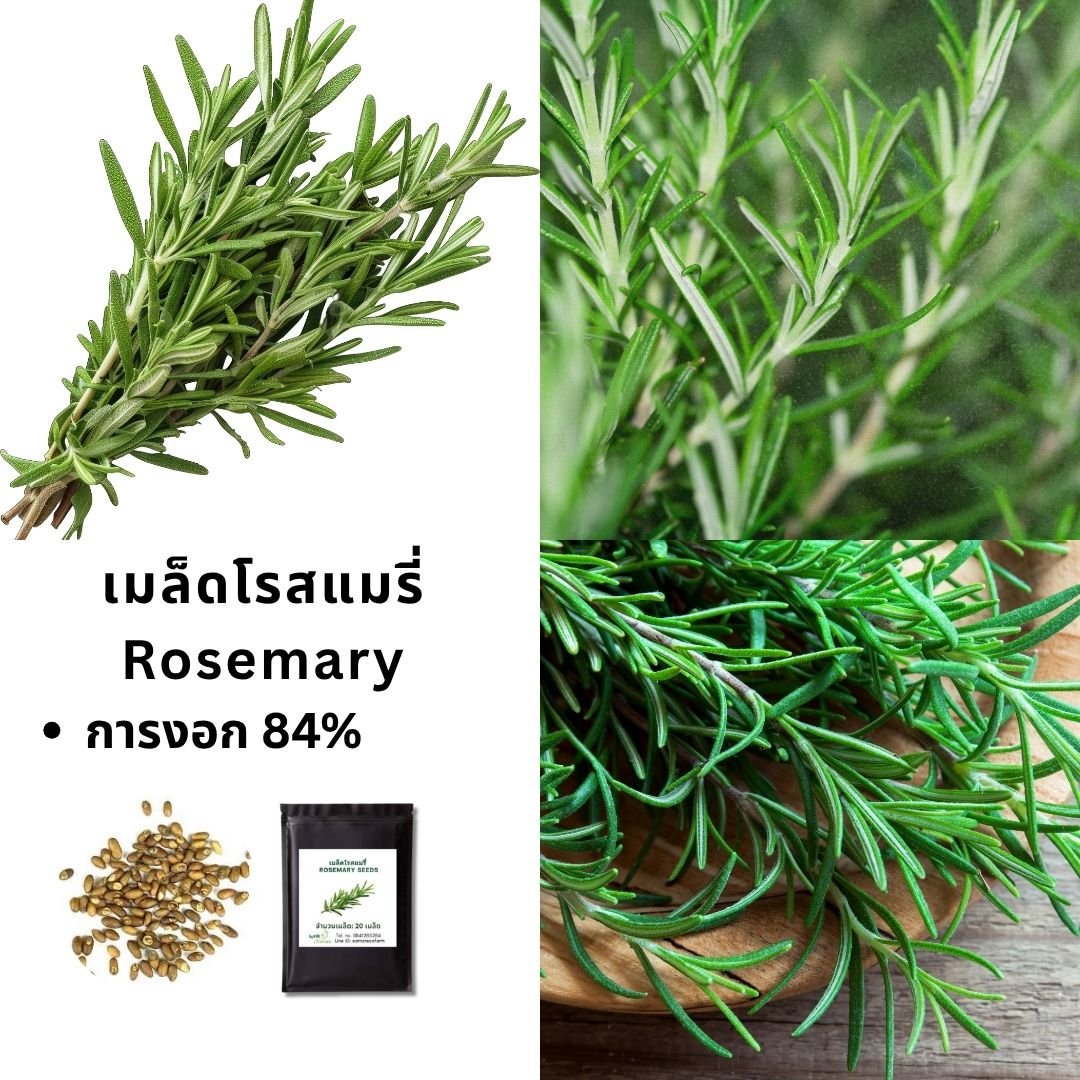Rosemary Seeds  | Aromatic Western Herb, Easy to Grow | Kitchen Garden Herb Seeds