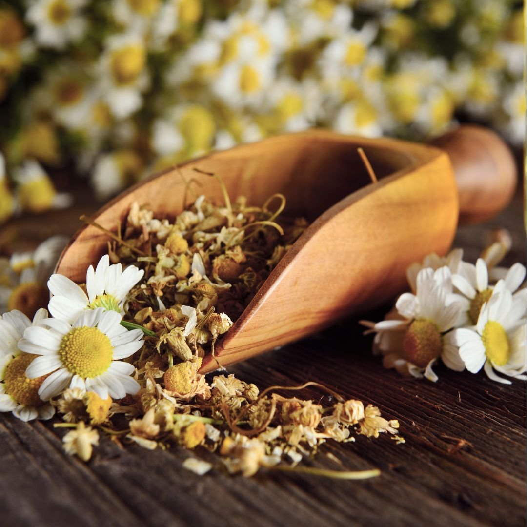Chamomile Seeds | Aromatic Herb for Tea, Easy to Grow | Kitchen Garden Herb Seeds