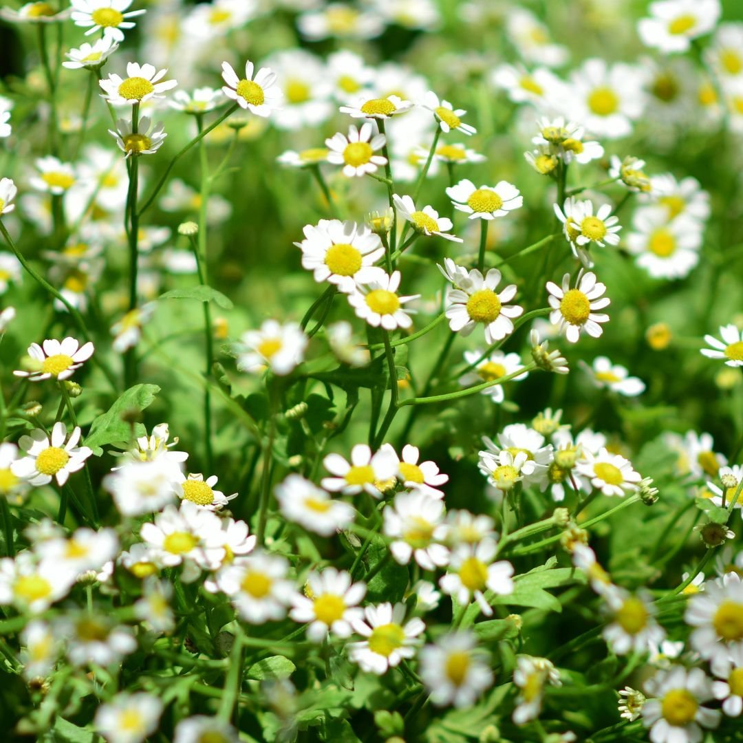 Chamomile Seeds | Aromatic Herb for Tea, Easy to Grow | Kitchen Garden Herb Seeds