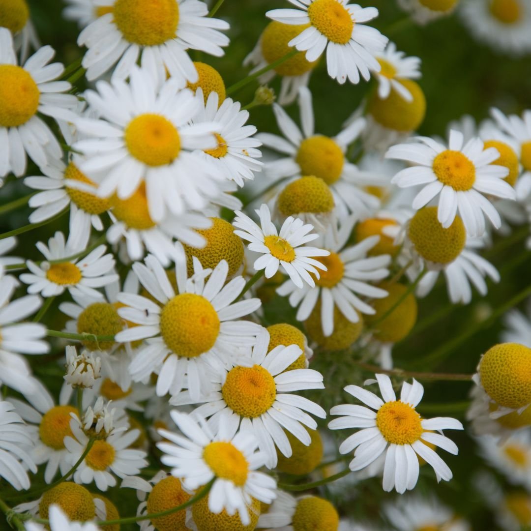 Chamomile Seeds | Aromatic Herb for Tea, Easy to Grow | Kitchen Garden Herb Seeds