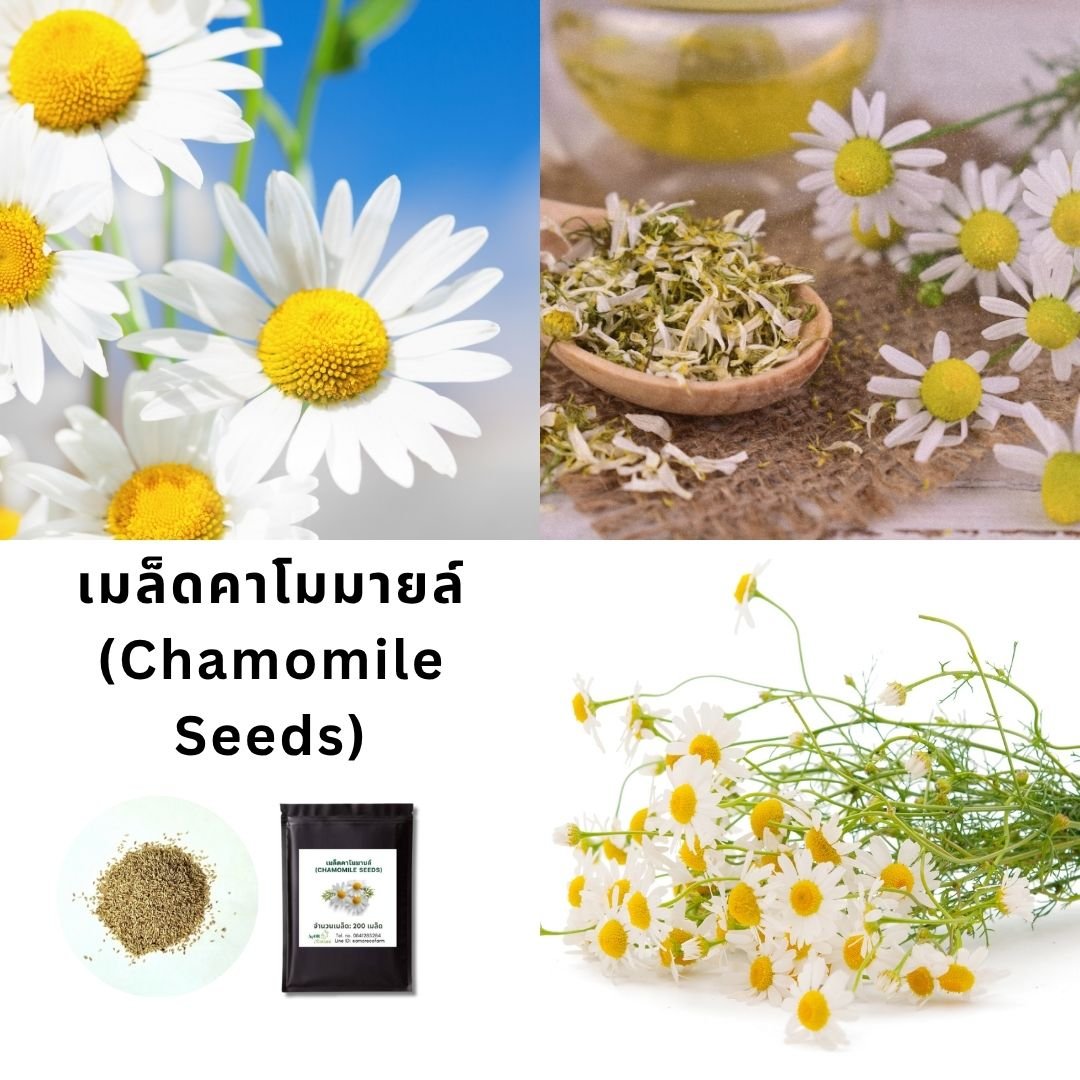 Chamomile Seeds | Aromatic Herb for Tea, Easy to Grow | Kitchen Garden Herb Seeds