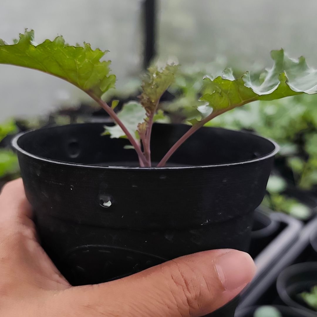 100 Scarlet Kale Seeds – High-quality imported seeds | Easy to grow in pots and backyard gardens.