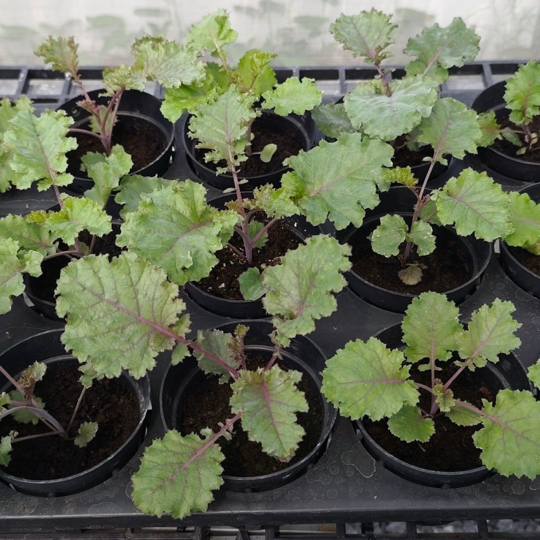 100 Scarlet Kale Seeds – High-quality imported seeds | Easy to grow in pots and backyard gardens.
