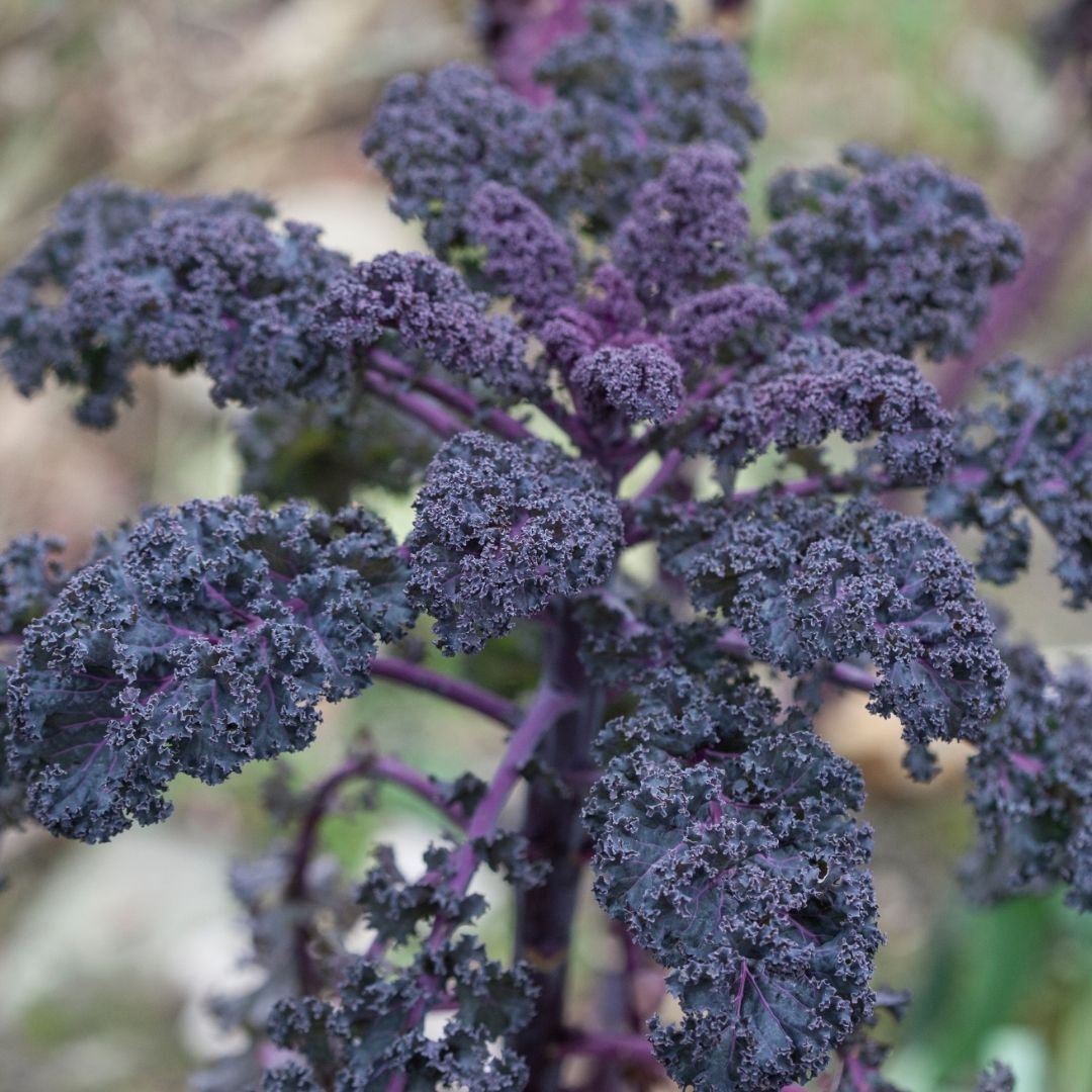 100 Scarlet Kale Seeds – High-quality imported seeds | Easy to grow in pots and backyard gardens.