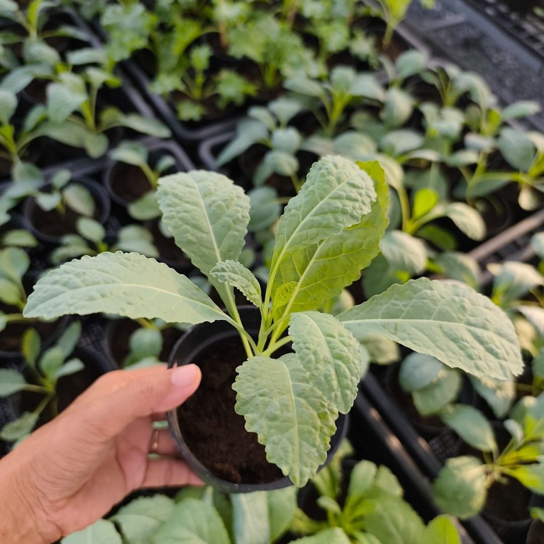 100 Lacinato Kale Seeds – High-quality imported seeds | Easy to grow | Healthy fresh vegetables