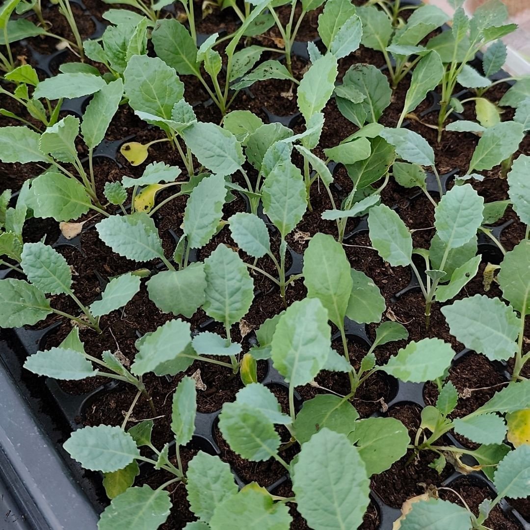 100 Lacinato Kale Seeds – High-quality imported seeds | Easy to grow | Healthy fresh vegetables