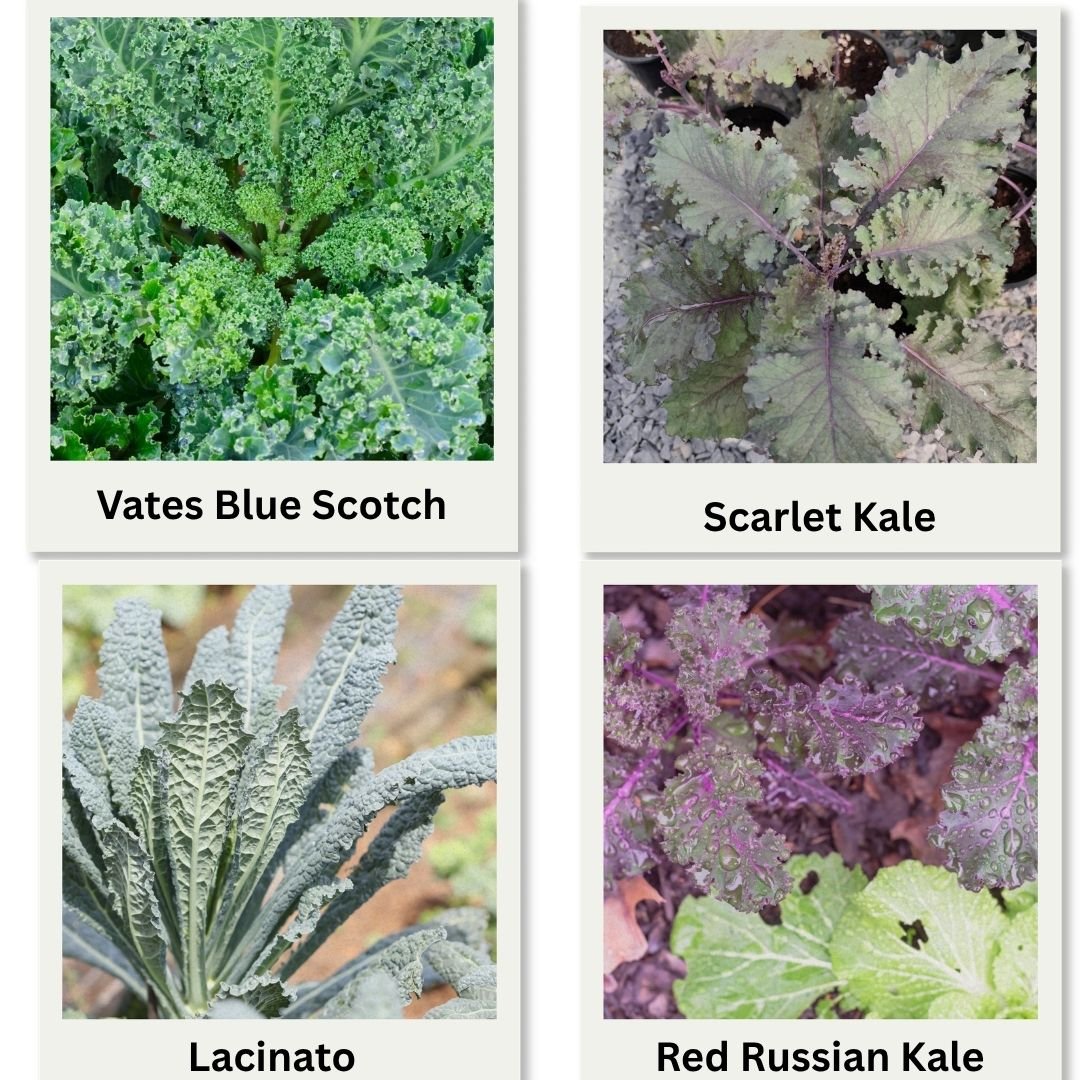 Kale Seeds (Beginner Friendly)