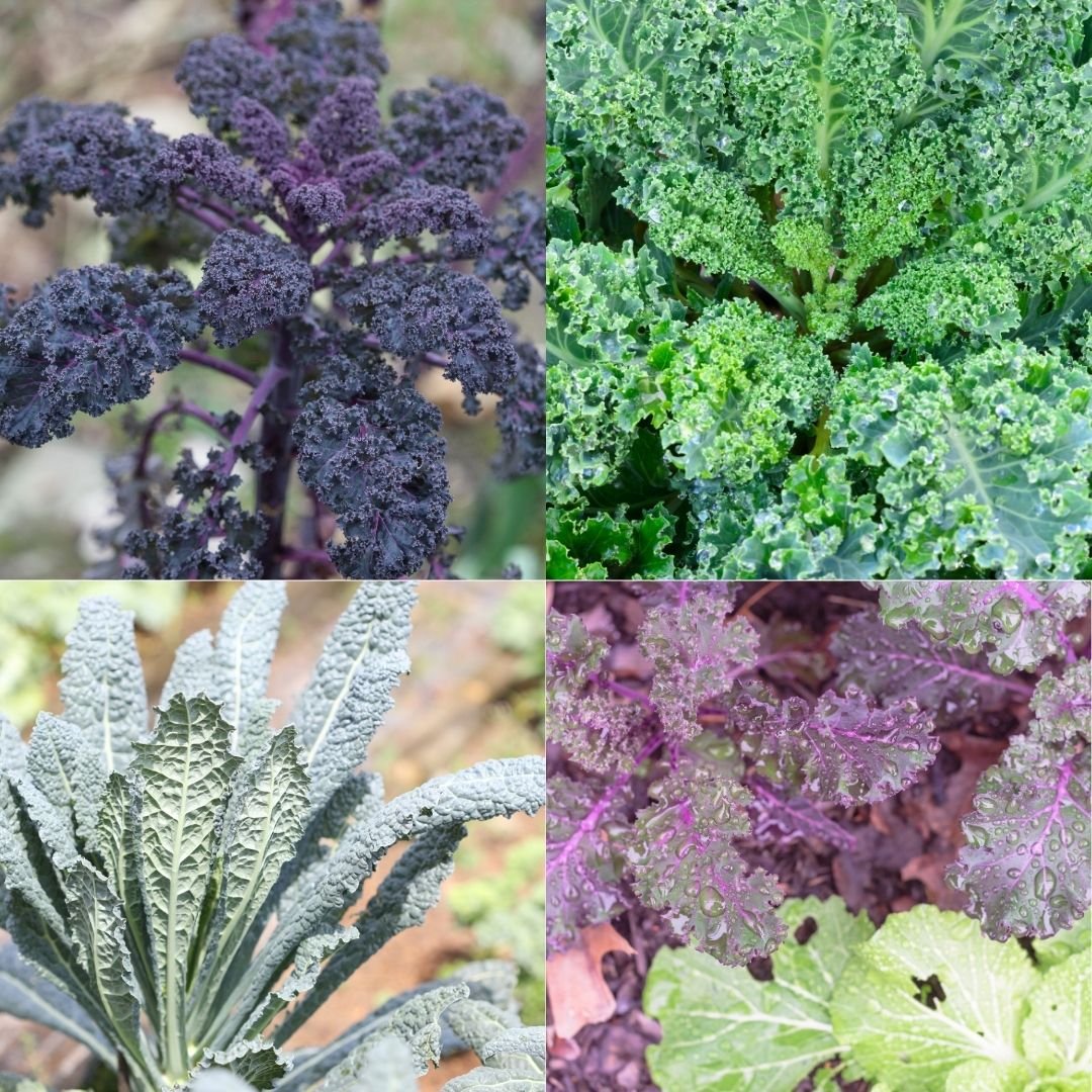 Kale Seeds (Beginner Friendly)
