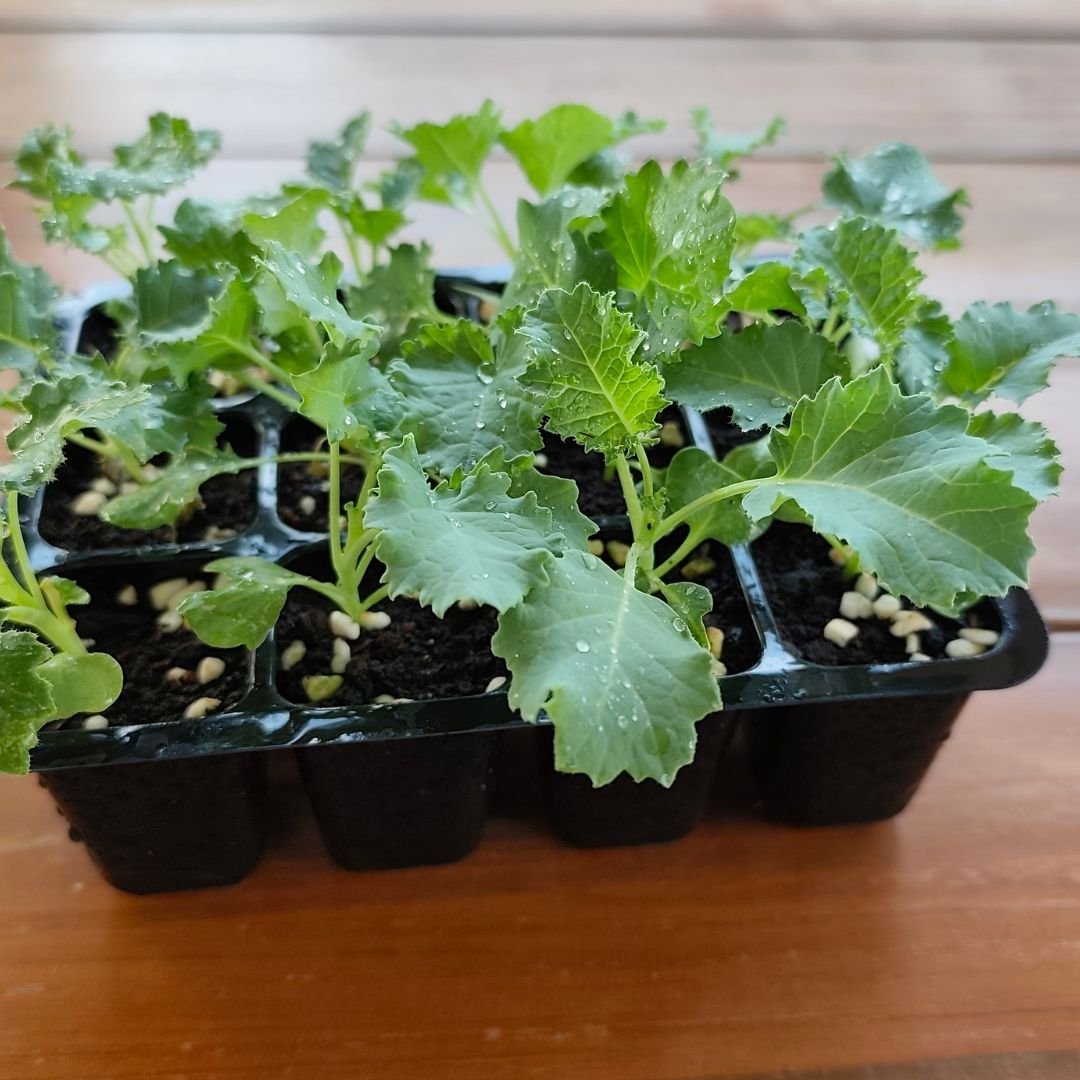 12-cell seedling tray, sturdy, good drainage | Seedling Tray 12 Cells for growing vegetables and sowing seeds (5 pieces / 10 pieces)