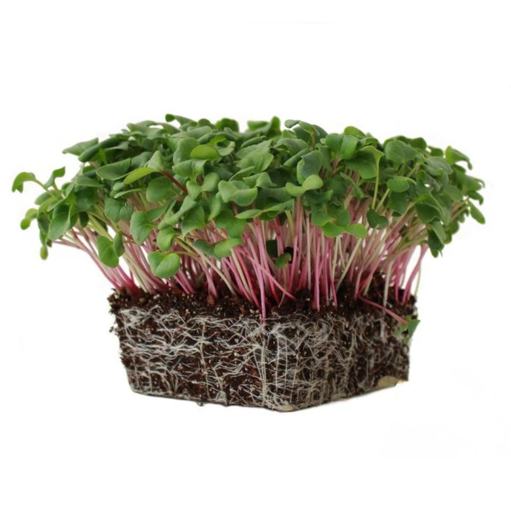 Microgreen Seeds (Fast Results)